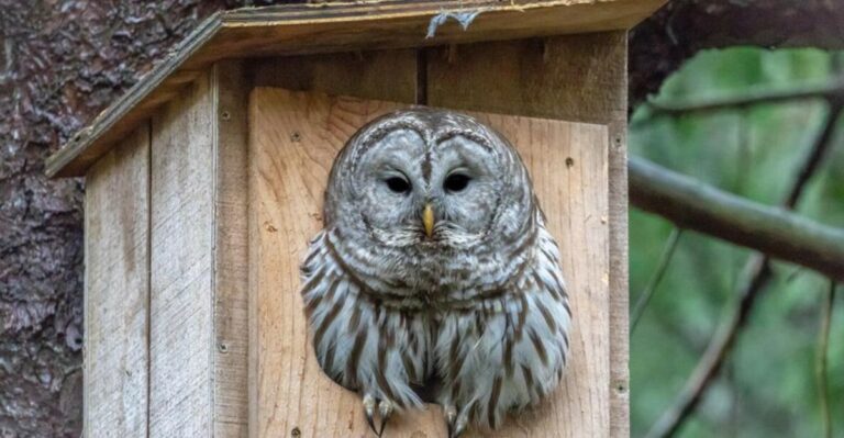 Where And When To Hang An Owl Box In An Ohio Yard
