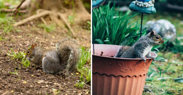 Why Squirrels Target Fall Bulbs In New York, And The Tricks That Keep Them Away