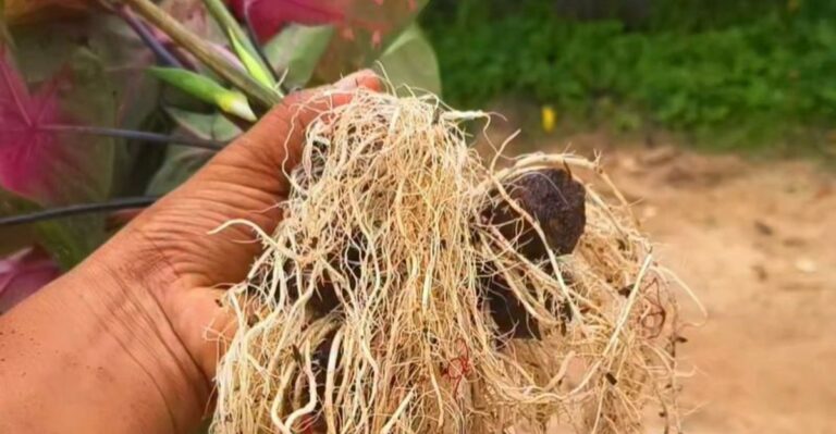 How To Store North Carolina Caladium Tubers Over Winter