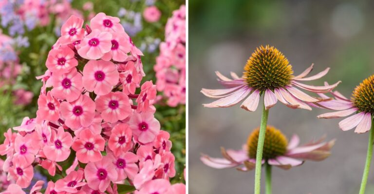 10 Perennials New York Gardeners Should Divide Before the Snow