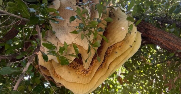 You Might See Huge Honeycomb Hanging From A Tree In Indiana These Days