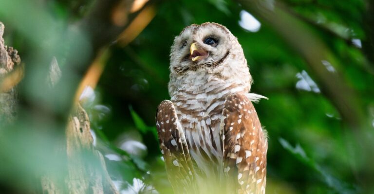 What It Means When a Barred Owl Is Calling in Your Virginia Yard