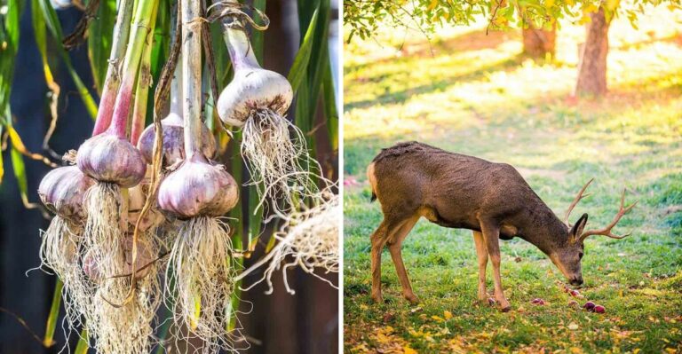 The Scents Texas Deer Can’t Stand And The Ones They Love