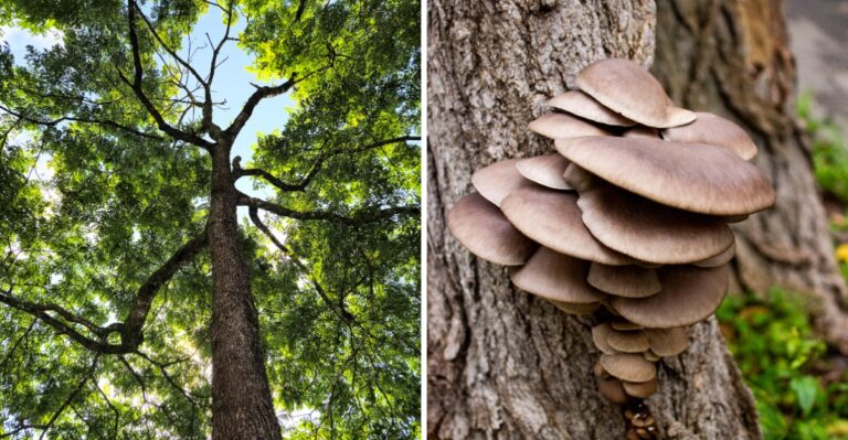 Something Strange Is Growing Under The Louisiana Pecan Tree