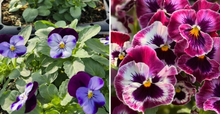 Pansies Or Violas And Which One Handles North Carolina Winters Better