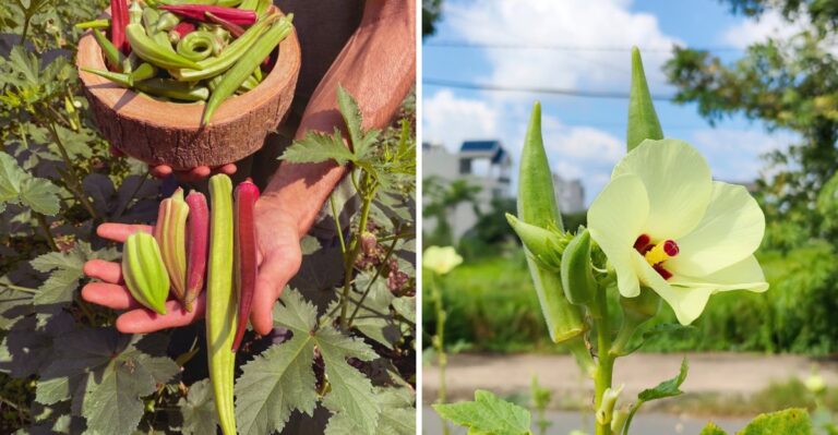 Okra Still Producing In October? How Indiana Gardeners Can Stretch The Harvest Until The First Frost