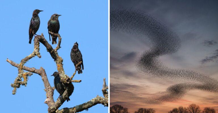 Swirling Clouds Of Birds Over Georgia At Dusk Have A Name And A Purpose