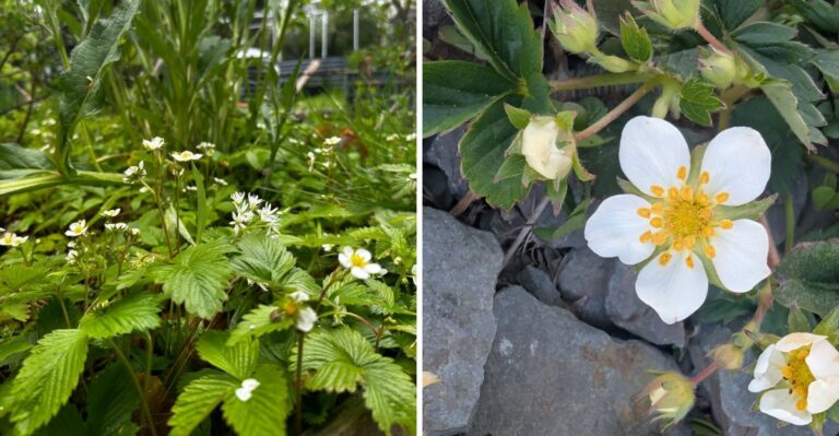 Pennsylvania Gardeners Are Quietly Planting This Native Along Driveways To Block Weeds
