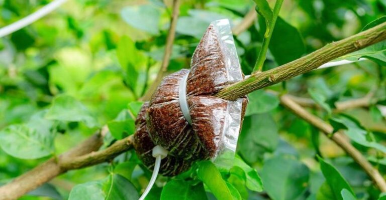 Should You Prune Fruit Trees Now Or Save Those Branches For Propagation In Missouri?