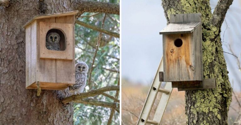 Where And When To Hang An Owl Box In Your Pennsylvania Yard