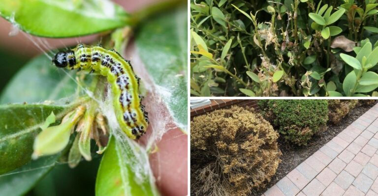 A Destructive Invader Is Spreading Across Virginia, Check Your Boxwoods Now