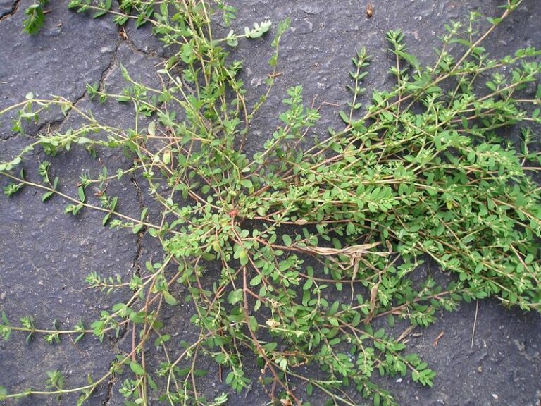 Why Spurge Keeps Coming Back in Arizona Yards and a Routine That Helps Reduce It