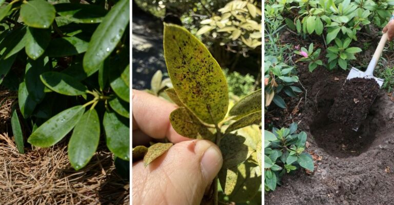 Your Virginia Rhododendrons Need This October Care For A Showstopping Spring