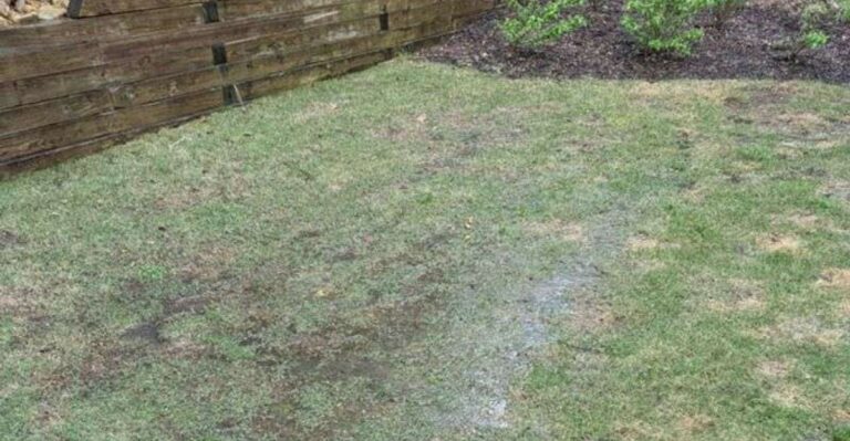 The Nor’easter Left Your New York Lawn Soggy And Salty. Here’s How To Rescue It