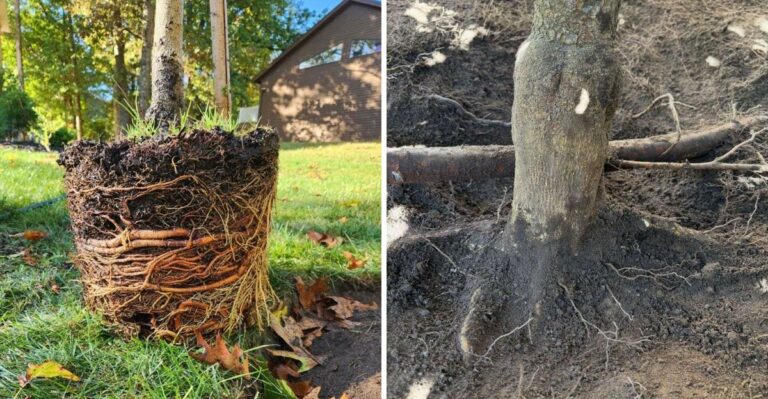 One October Oversight Can Set Newly Planted Georgia Trees Back