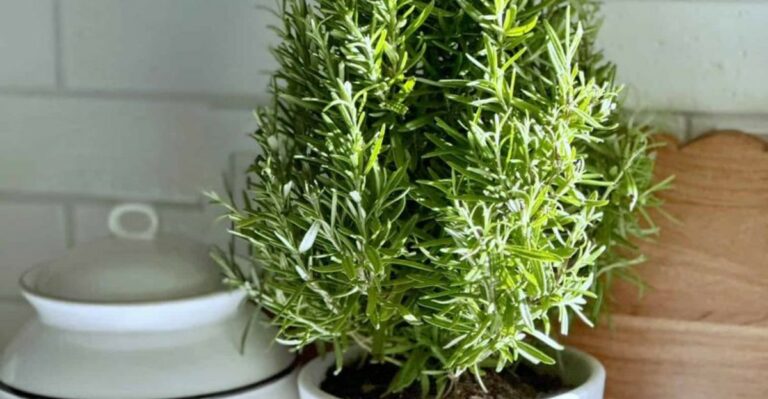 What Your Rosemary Needs Before October Ends In Michigan