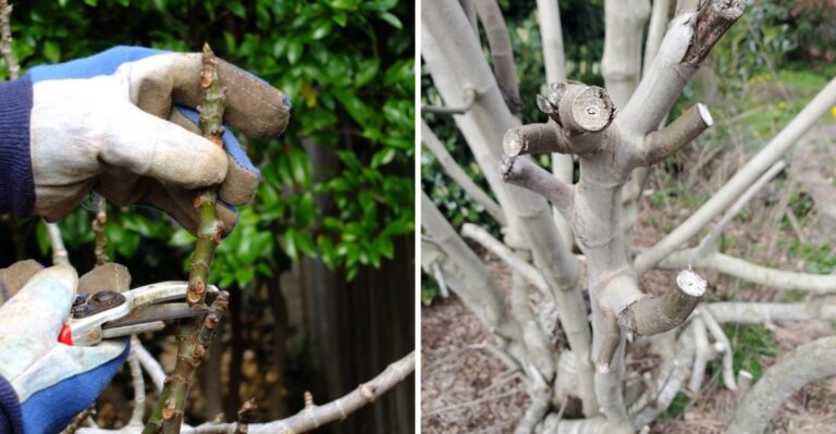 The Fall Pruning Mistake That Can Cost Texas Fig Trees Their Winter Survival