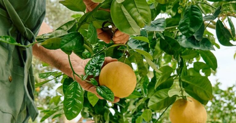 10 Things To Do When Your Arizona Citrus Drops Fruit Early (And 3 Mistakes)