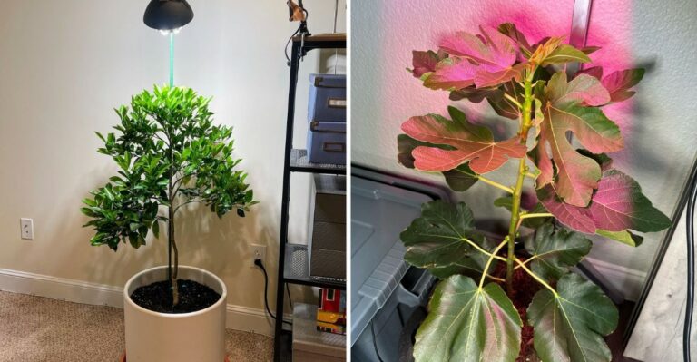 10 Ways To Overwinter Potted Figs And Citrus Indoors