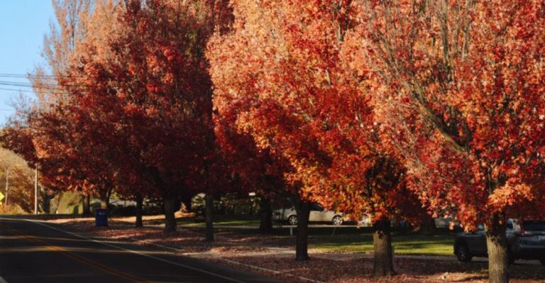 Callery Pear Trees Are Easy To Spot Along Indiana Roadsides In Late Fall