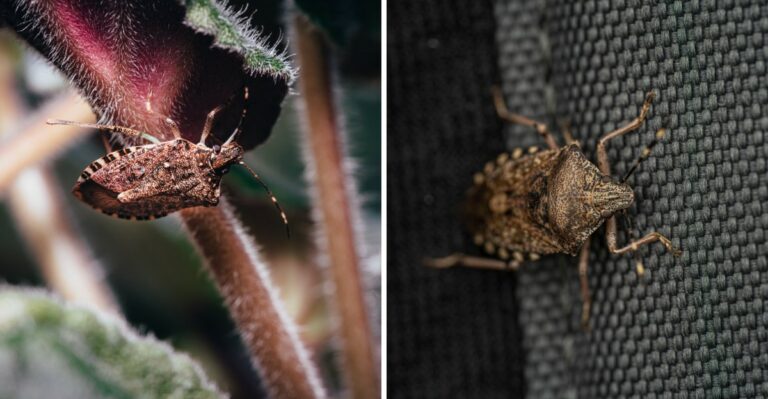 Sneaky Little Houseguests With No Invitation Are Quietly Moving Into New Jersey Homes This Week