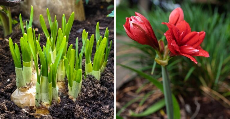 Why Your Amaryllis Isn’t Sprouting in Time for a North Carolina Christmas