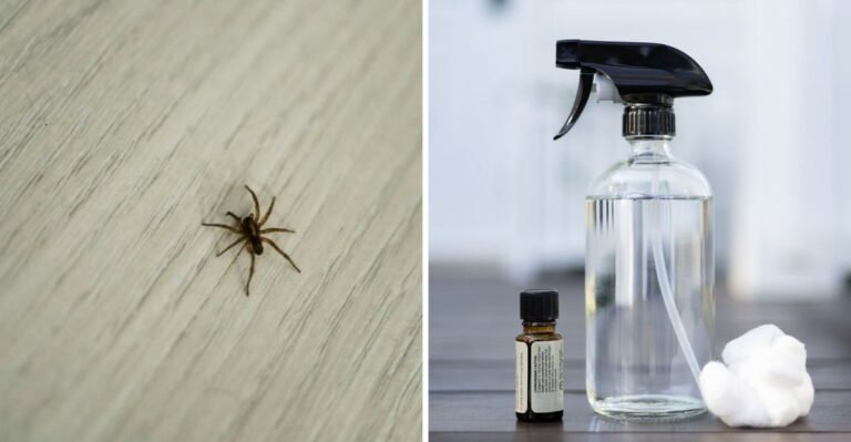Use These Smells To Keep Your Virginia Home Spider-Free This Fall