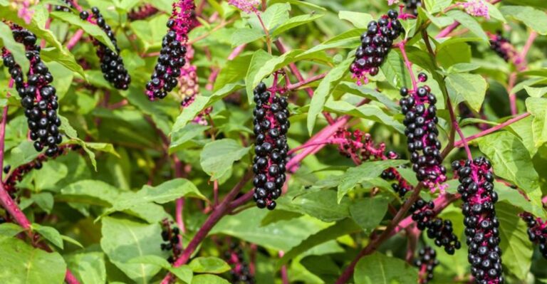 These Purple Berries Dangling From Tall Stems In California Yards Deserve A Closer Look
