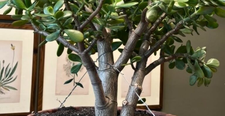 8 Simple Ways To Grow Your Jade Plant Into A Stunning Indoor Tree In North Carolina