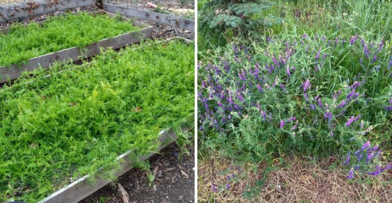 How North Carolina Gardeners Are Using Hairy Vetch To Fix Compacted Clay This Fall