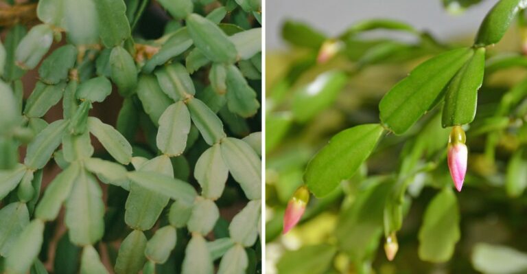 How A Bowl Of Autumn Fruit In New Jersey Can Cause Christmas Cactus Buds To Drop