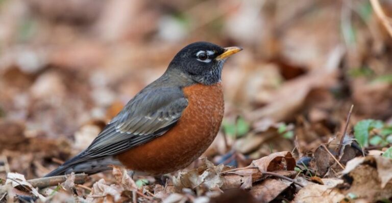 The Meaning Behind Seeing Robins In Your Ohio Yard Before A Storm