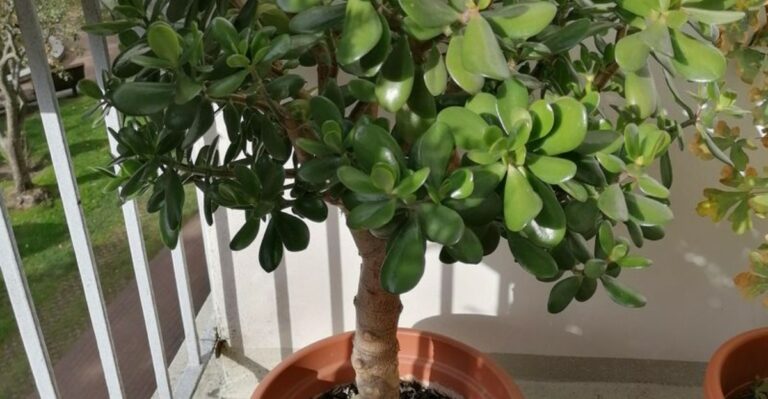 8 Ways To Shape Your Jade Plant Into A Stunning Indoor Tree In Michigan