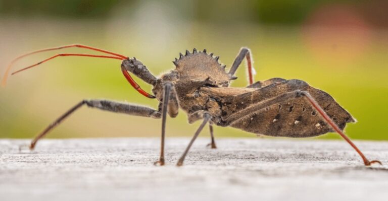 A Gray Bug With A Gear On Its Back Is Turning Up On Missouri Porches And Its Bite Hurts