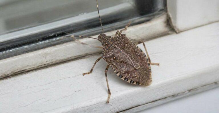 Why Stink Bugs Gather On California Walls And Windows In Fall