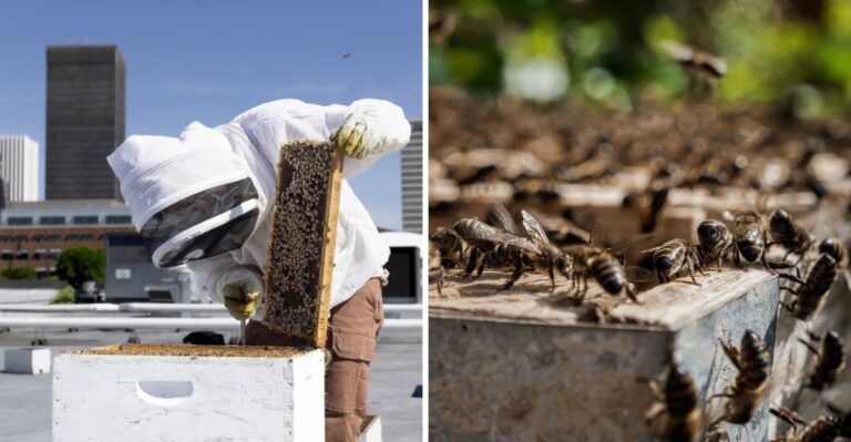 Why More New Yorkers Are Keeping Bees Above The City, And What The Legal Rules Require