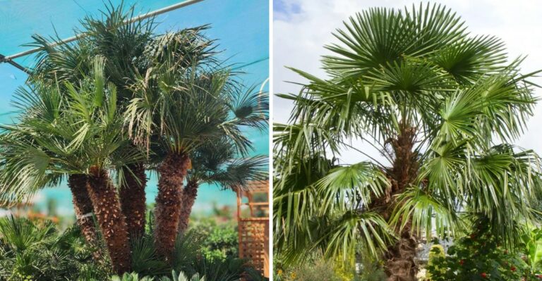 The Best Palms For Texas With A Tropical Look And Better Cold Tolerance