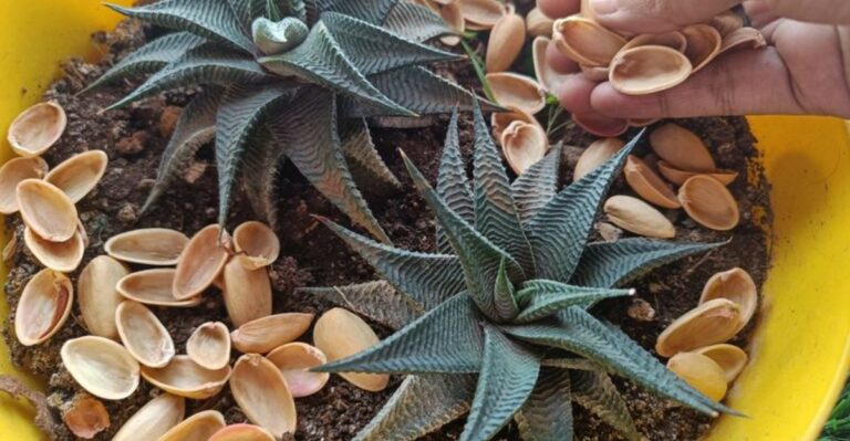 7 Clever Reasons North Carolina Gardeners Never Throw Away Pistachio Shells