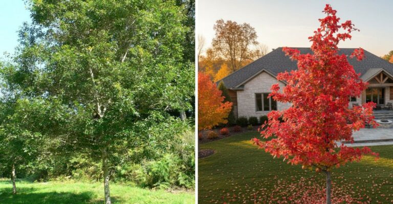 Plant These Georgia Trees Before Thanksgiving For A Stronger Start Next Spring