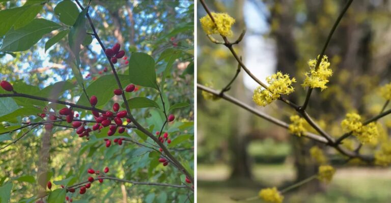 The Most Deer-Resistant Native Shrub You Can Plant In Pennsylvania