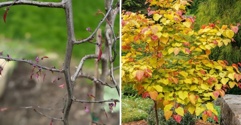 The One Thing You Should Never Do To Texas Redbud Trees This Fall