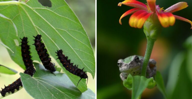 Something Is Riding Inside Your Potted Plants Into Louisiana Homes Before The Cold Front Hits