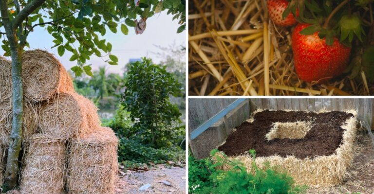 Turn Your Leftover Halloween Hay Bales Into A Winter Garden Bed In New Jersey