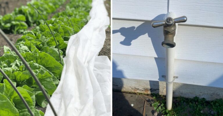 What Every Texas Gardener Should Cover Before Winter Nights Arrive