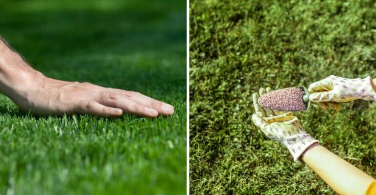 What Virginia Bermuda Needs In October Before It Goes Dormant