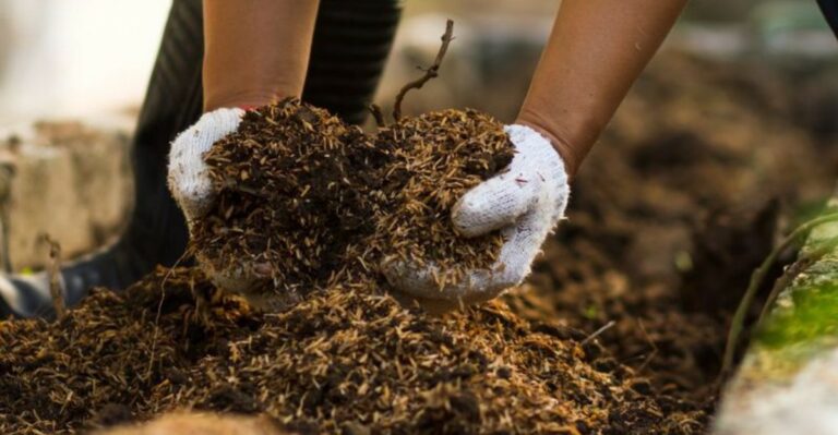 What North Carolina Garden Beds Need This Fall For Better Blooms Next Year