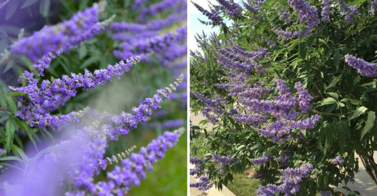 This Popular Texas Shrub Is Quietly Taking Over Hill Country Rivers