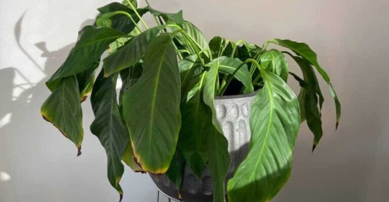 Why Your Peace Lily Droops In Fall (And How To Perk It Up)