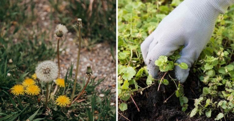 Why Fall Is The Best Time To Control Creeping Charlie And Dandelions