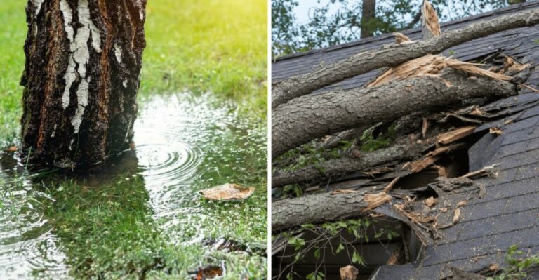 Hurricane Isaias May Have Left Hidden Damage Beneath Georgia Trees